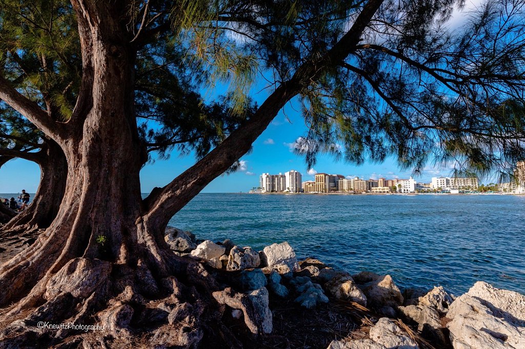 Tree at the Waterway