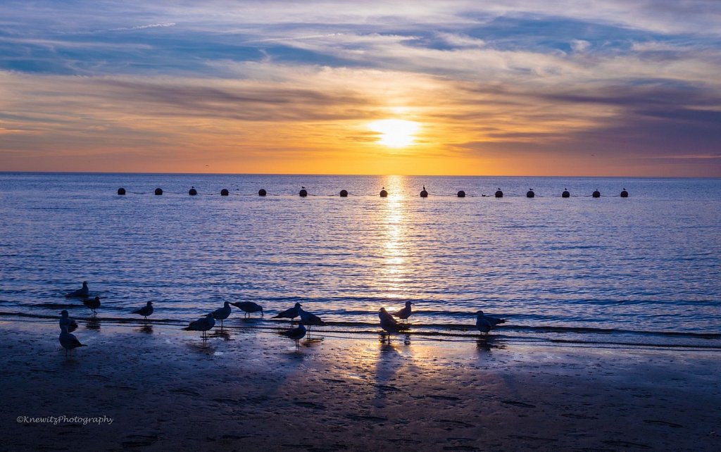 Seagulls at the Gulf of Mexico