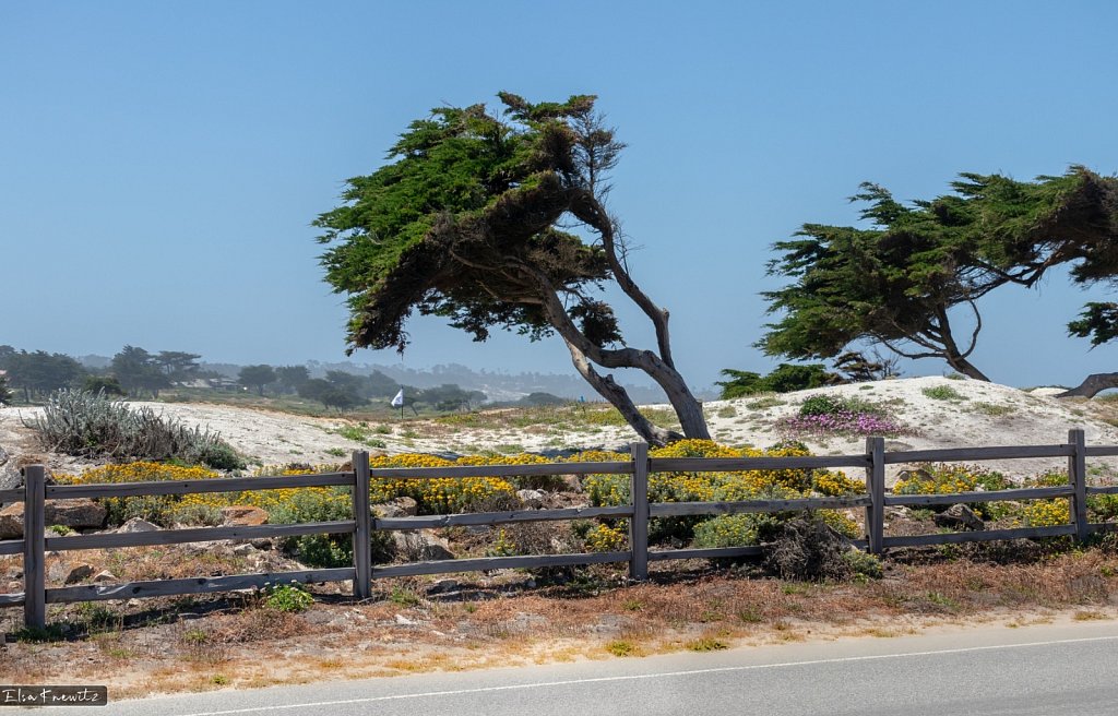Cedars at the Pacific