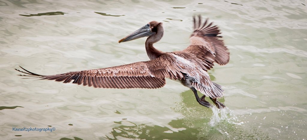 Pelican Take-Off