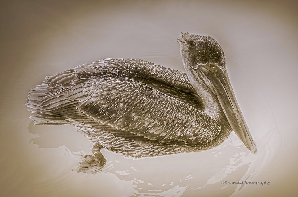 Sanibel Island Pelican
