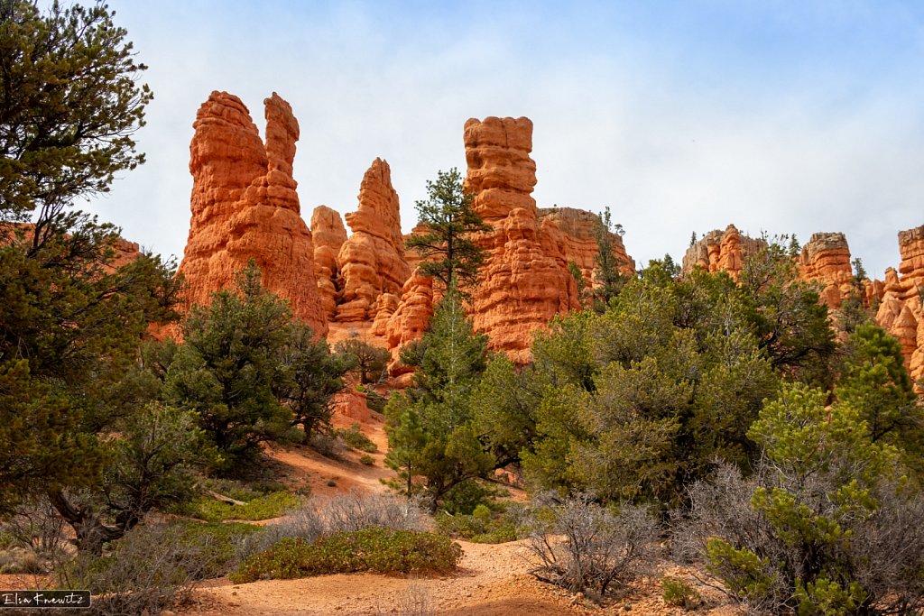 The "Royals" of Red Canyon