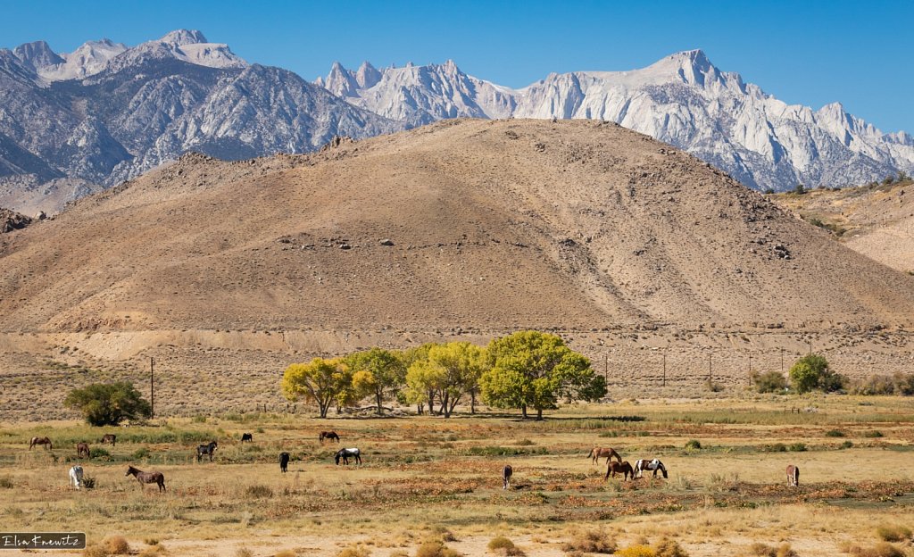 Horses in Lone Pine, California
