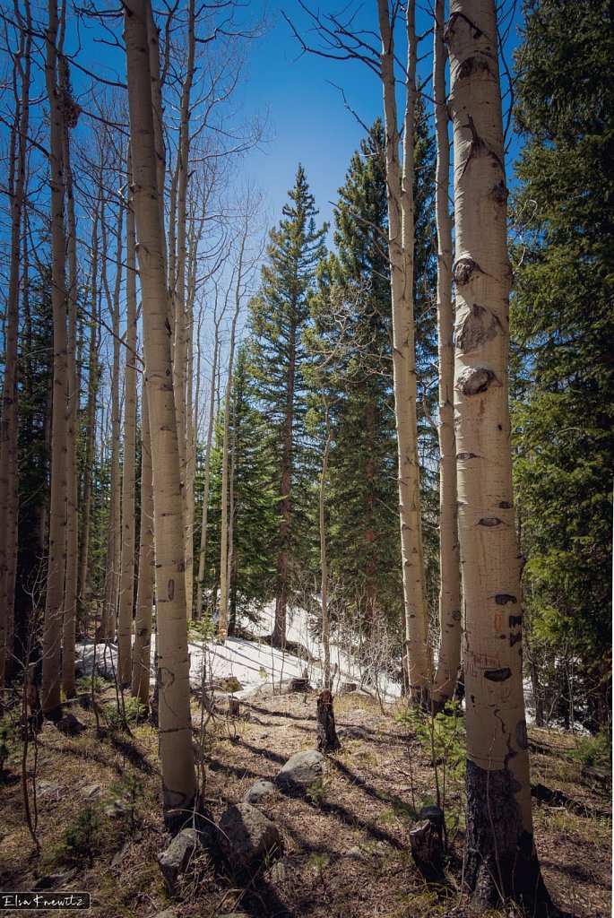 Springtime at 9000 ft Elevation