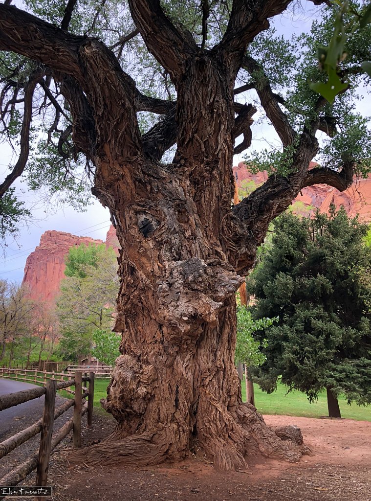 Old Tree in Torrey