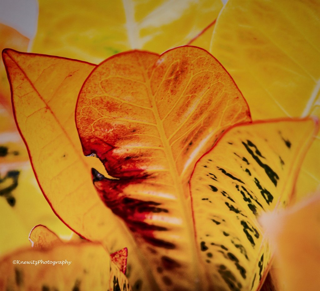 Sunny Leaves