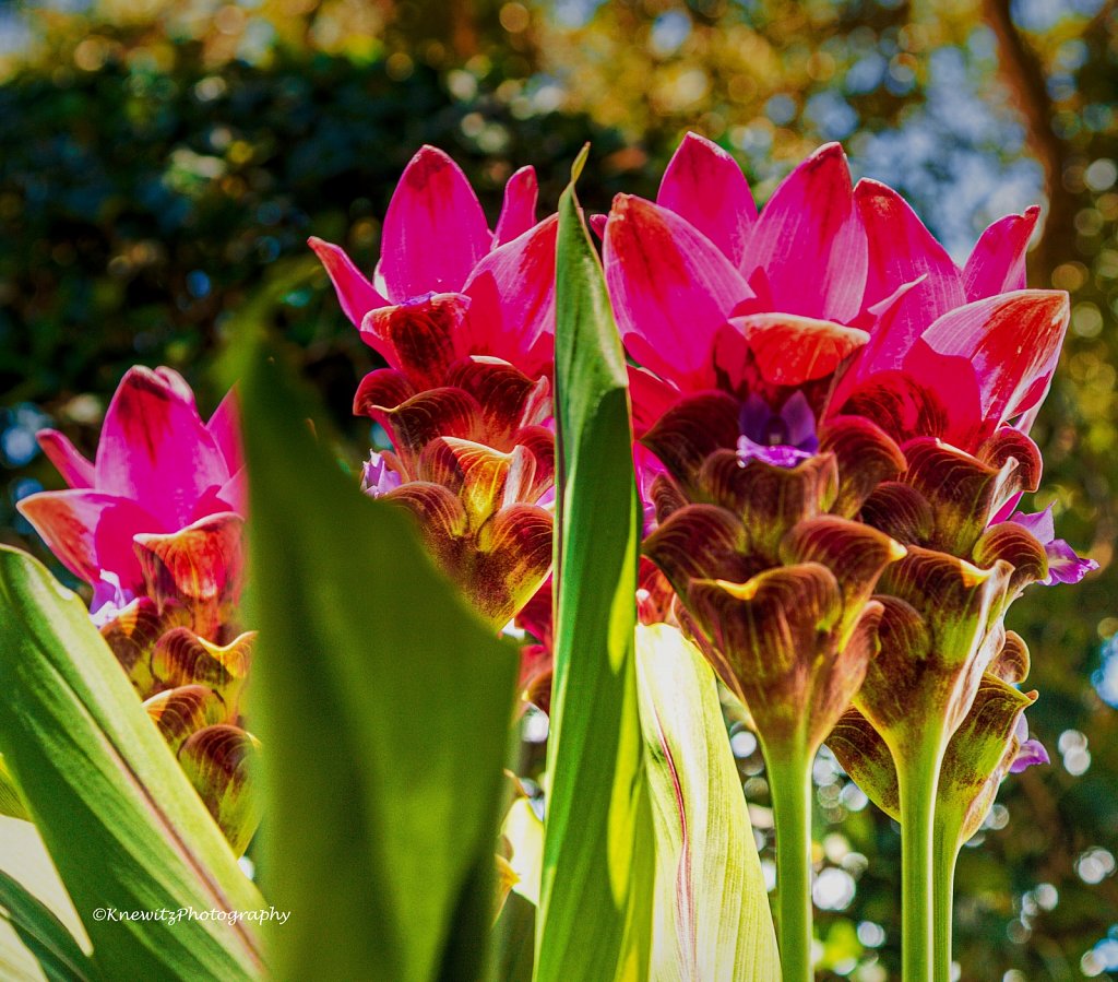 Tumeric Flowers