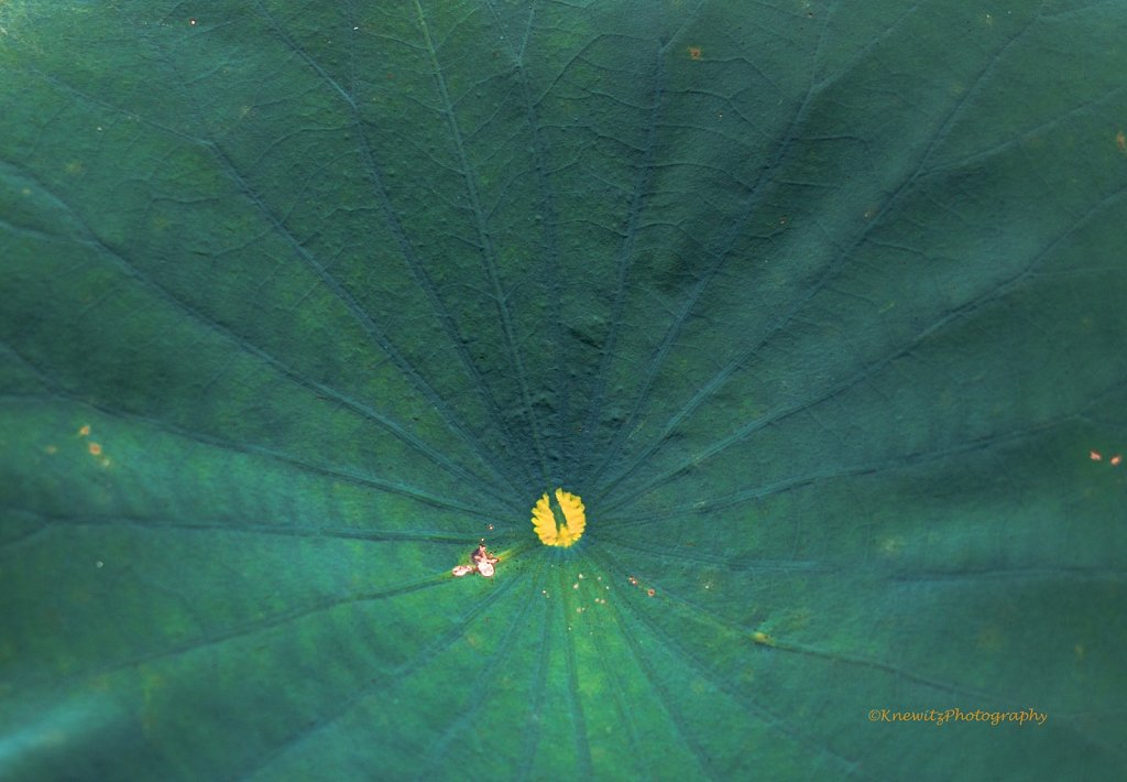 Inside of the Leaf