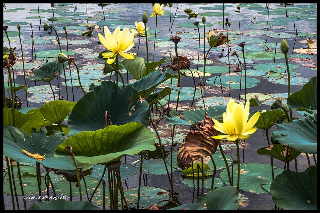 Serene Moment at the Lake