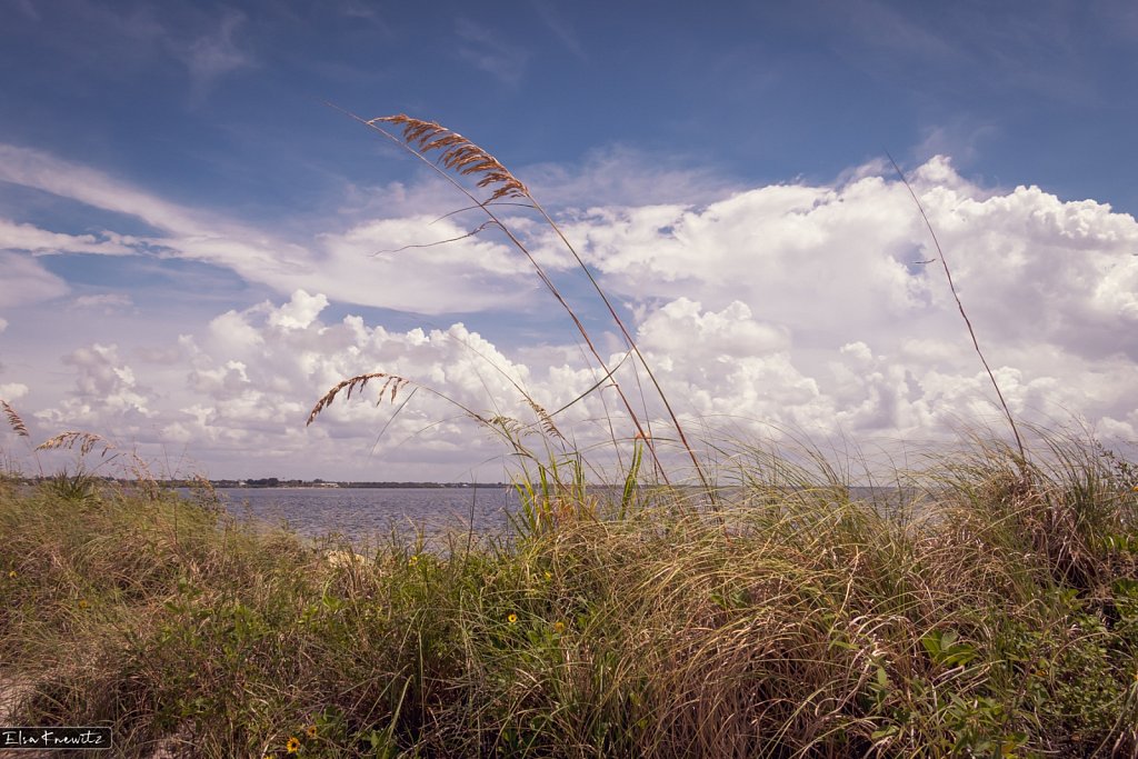 Seagrass in the Wind