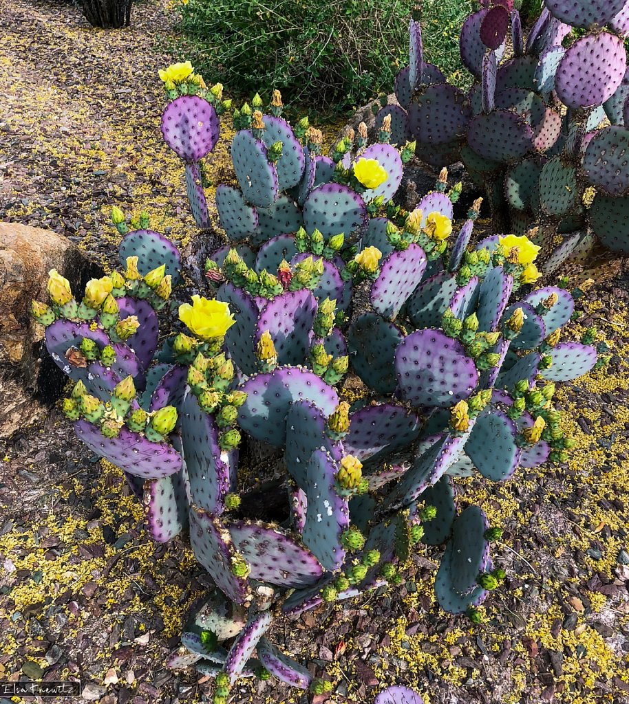 Cacti in the Desert