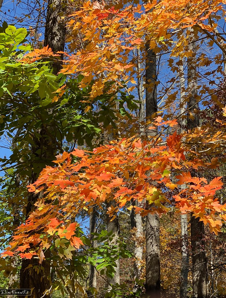 Change of Color