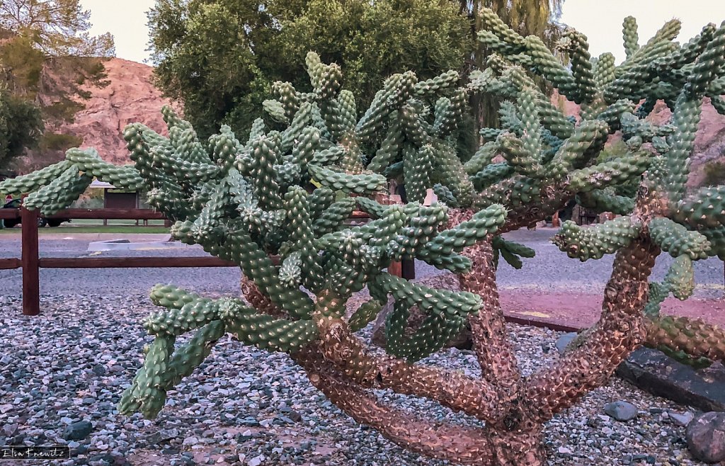 Colorado River Cactus