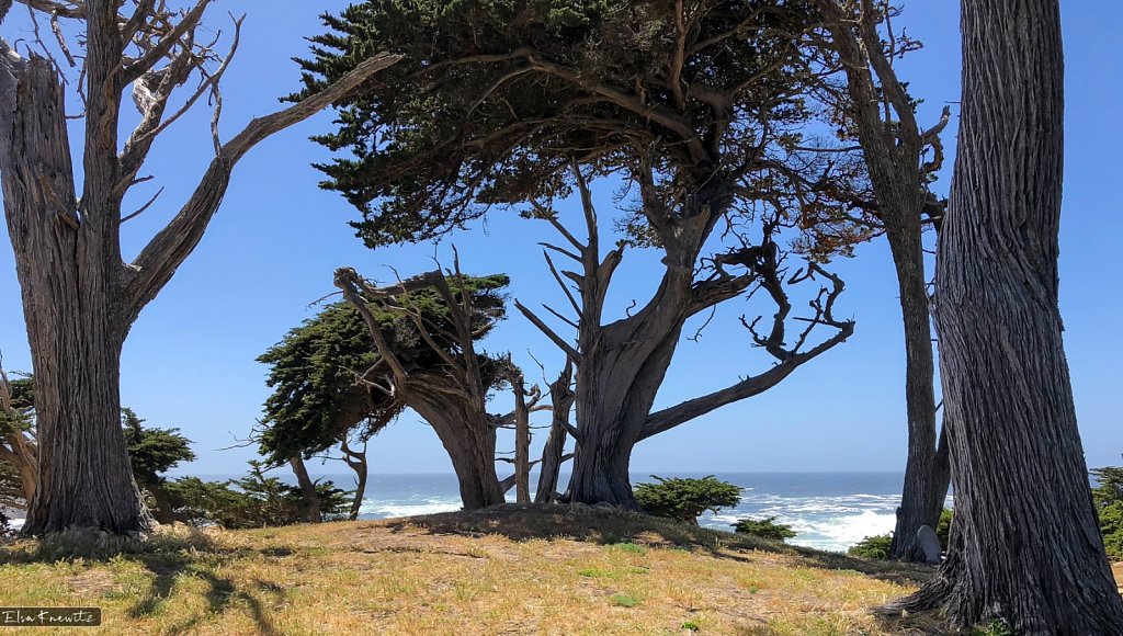 California Cedars
