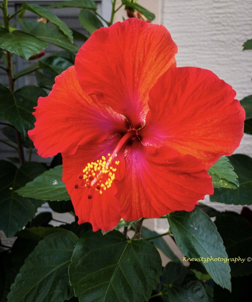 Hibiscus in January
