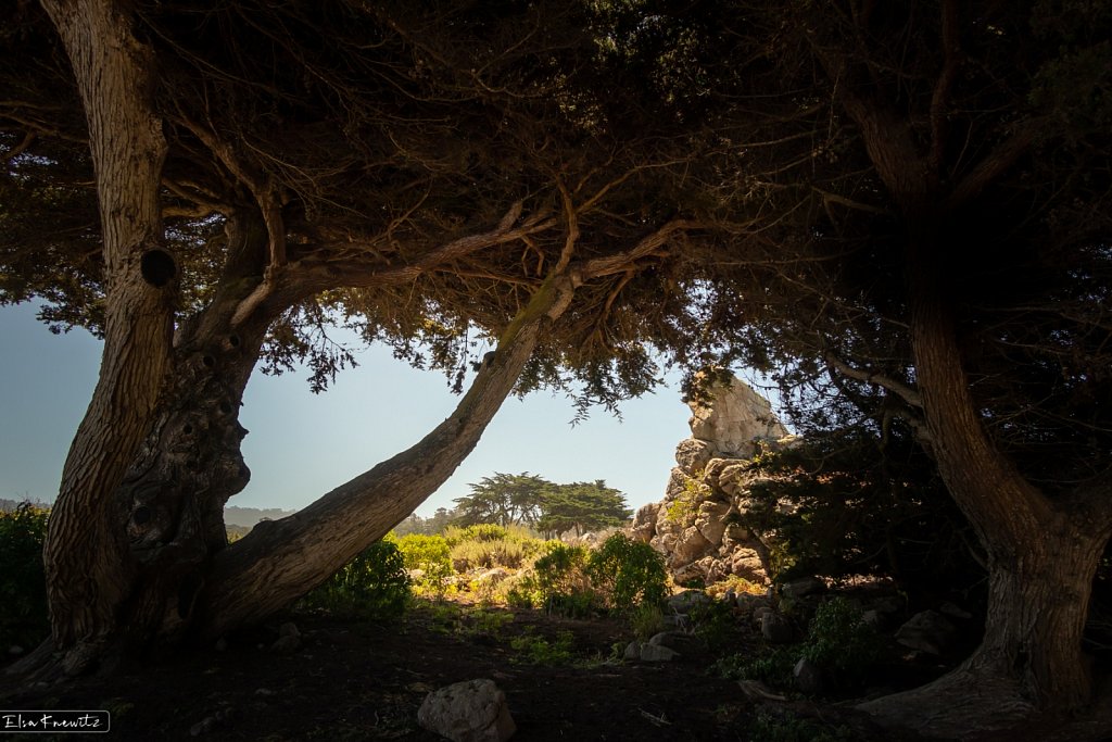 Under the Cedar Trees