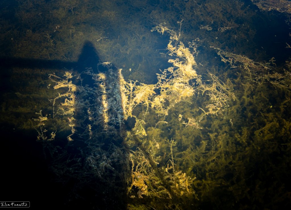 Reflections in the Lake