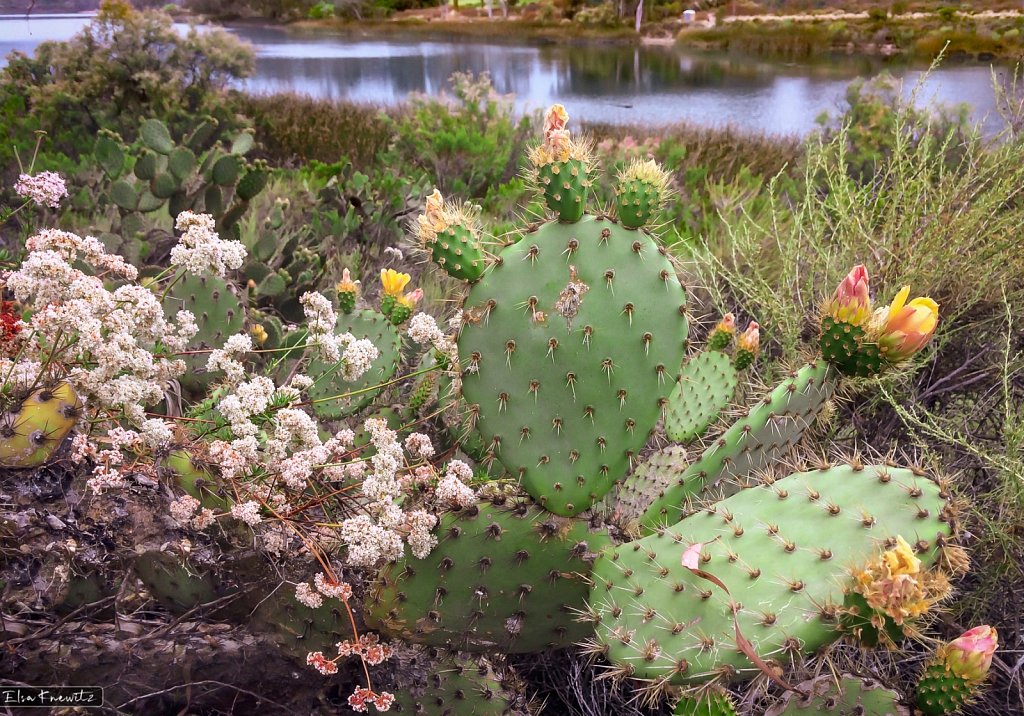 Desert Plants