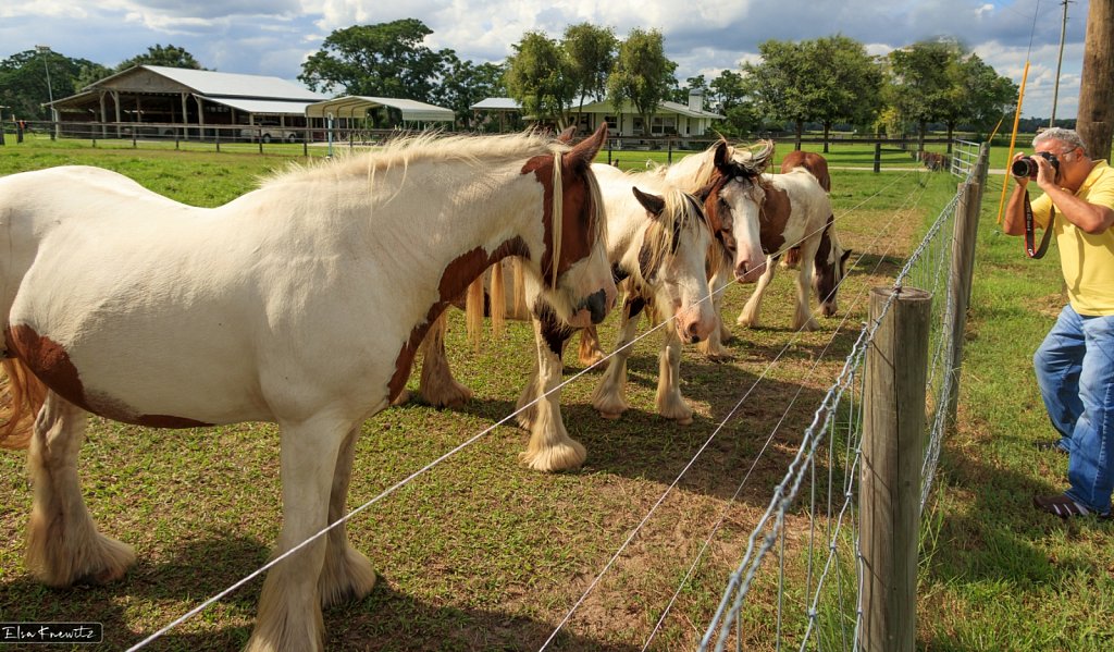 Horses in Florida