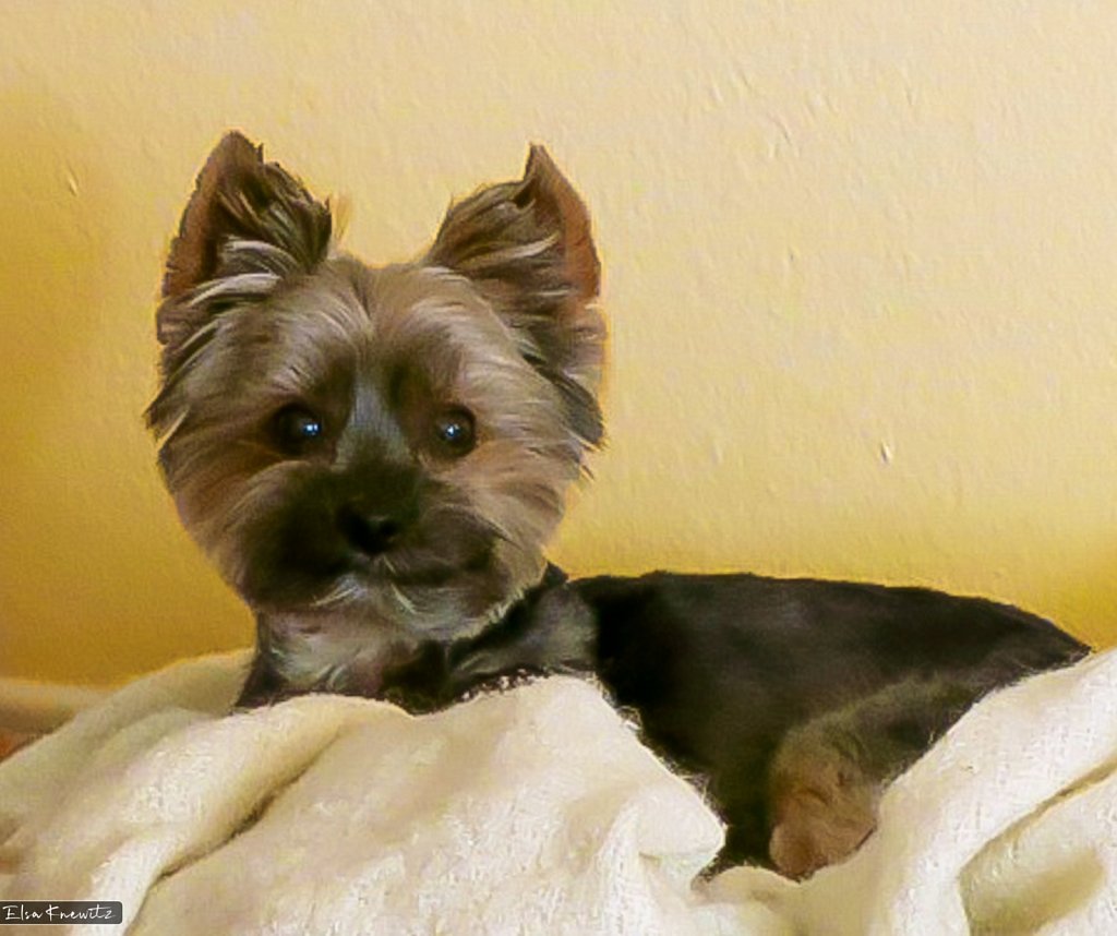 Danny the Yorkie