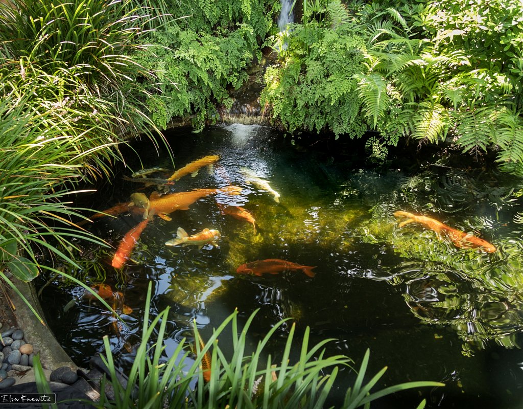 Koi Pond and Waterfall