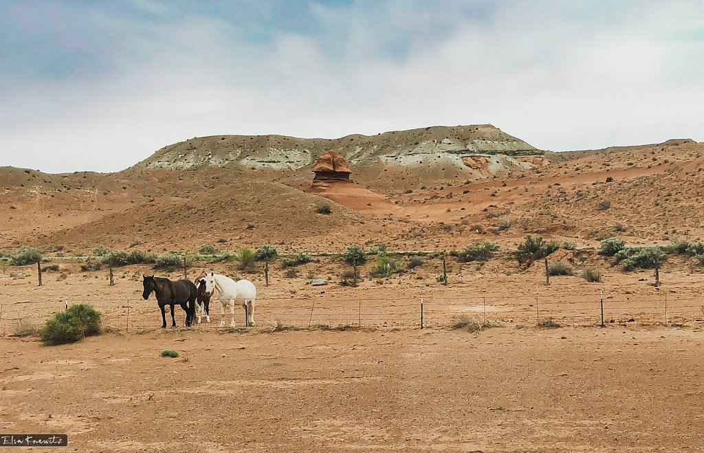 Wild West Horses