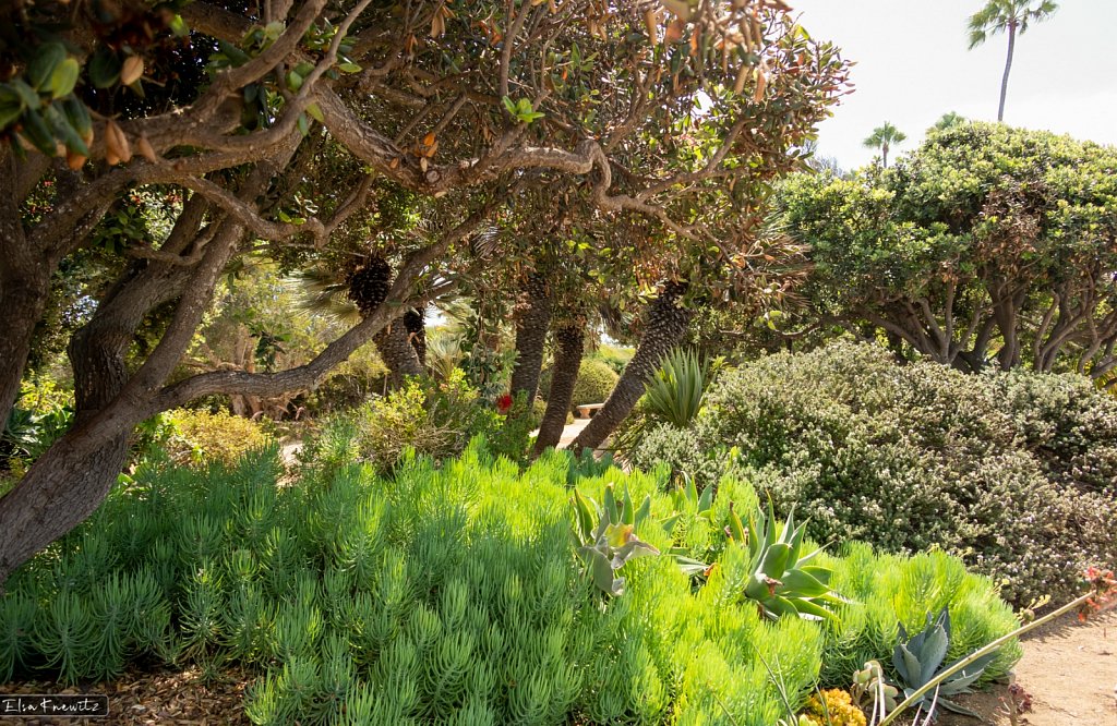 The Meditation Garden