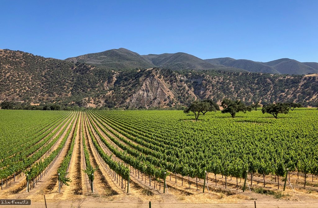 Wine Country