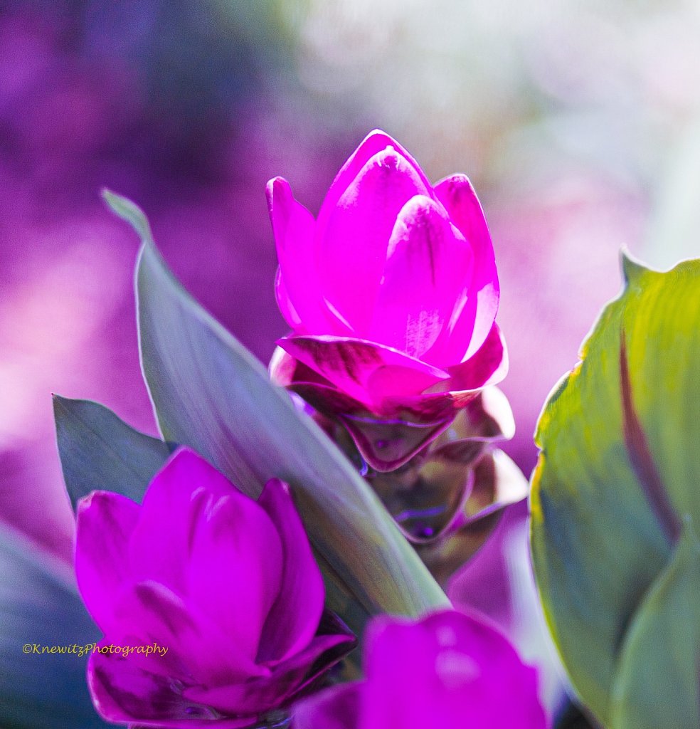 Beautiful Flowers