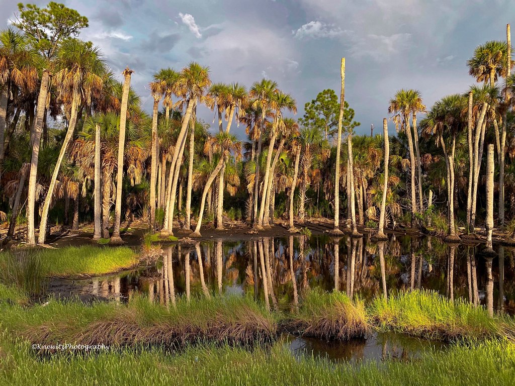 Palms and Reflections