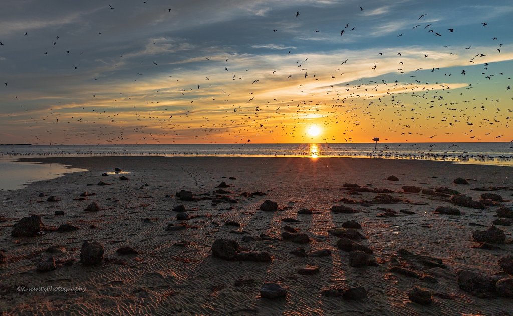 Birds at Pine Island