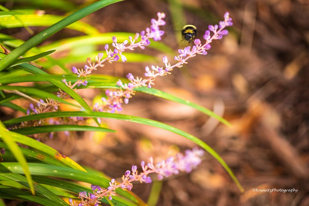 Bumble Bee Inbound
