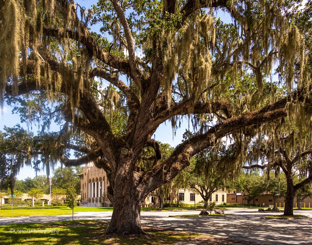 Big Oaktree