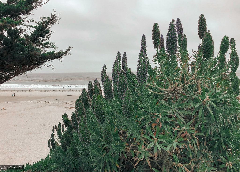Carmel Beach