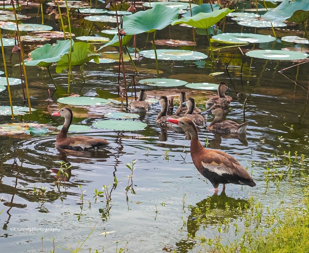 Egyptian Geese