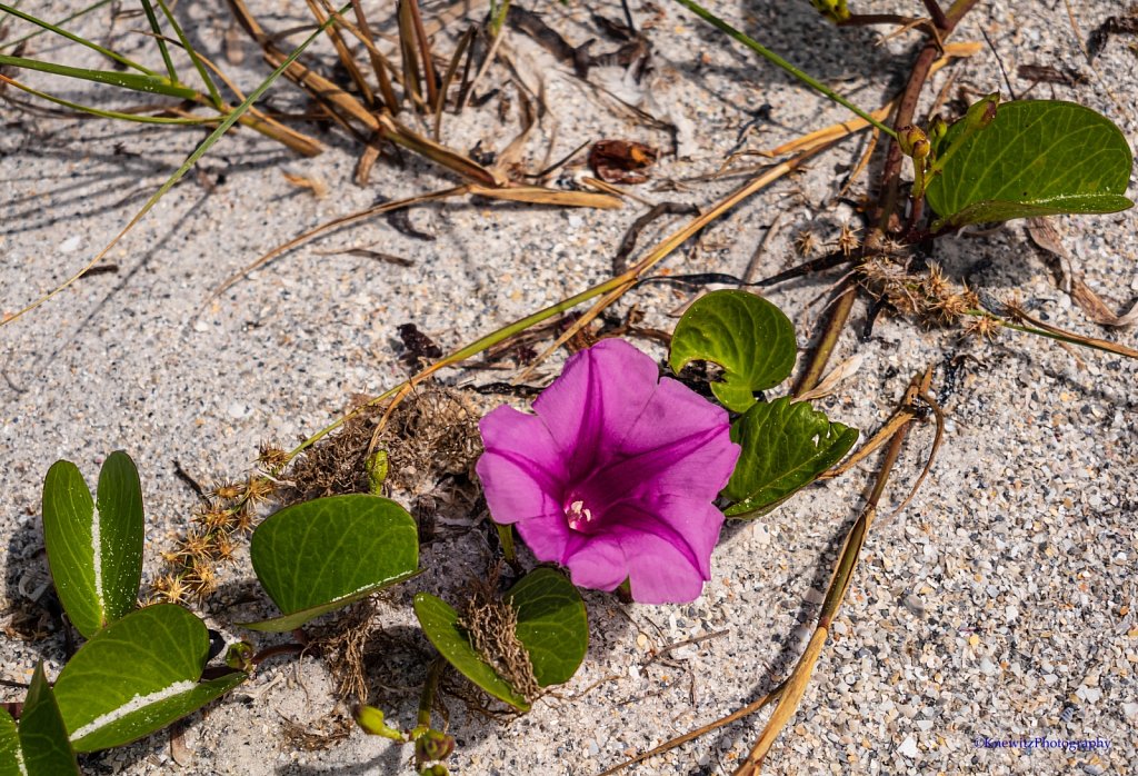 Beach Flower