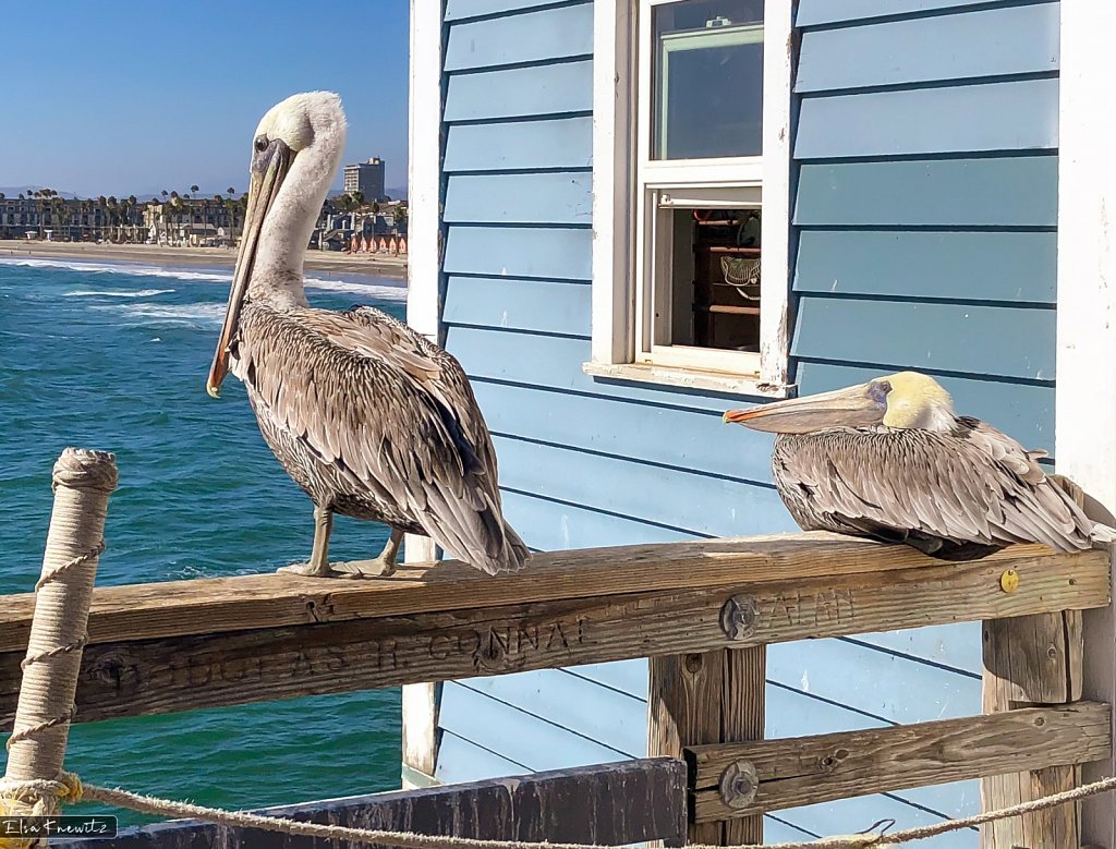 California Brown Pelicans