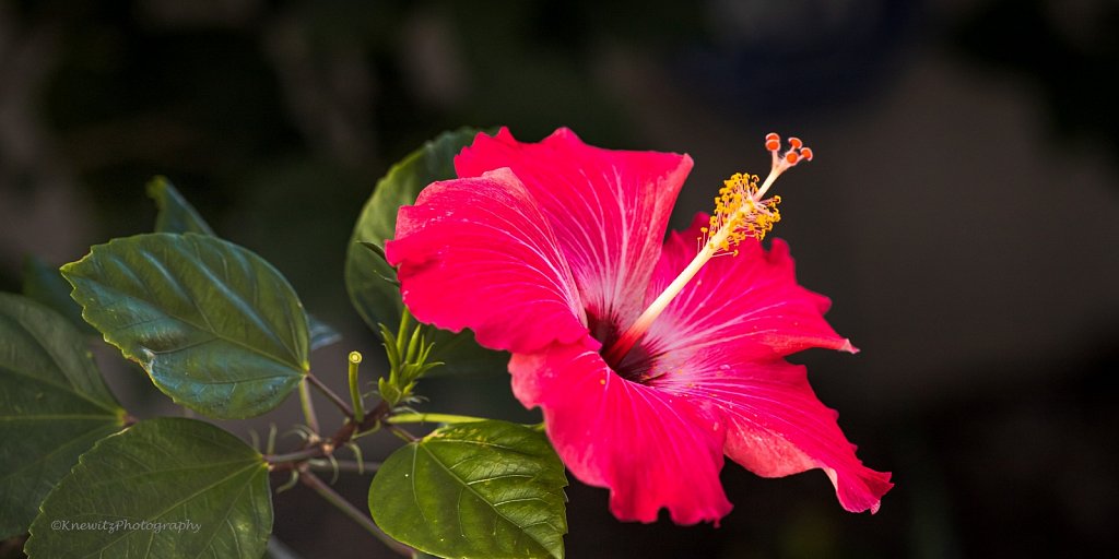  Red Hibiscus